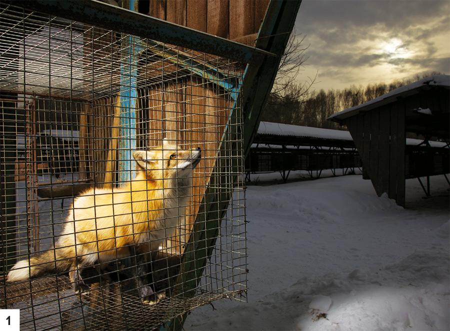 Naukowcy i Lisy pozują do zdjęcia przed ich syberyjskim instytutem (1 i 2). Autorka Ludmiła Trut bawi się z Penką, córką Puszynki, (3); obydwa lisy mieszkały z Trut w roku 1974.