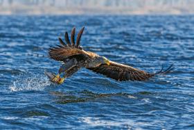 Ustalono, że z Międzyodrzem związane jest ok. 240 gatunków ptaków, w tym ponad 20 z czerwonej listy gatunków zagrożonych wymarciem.