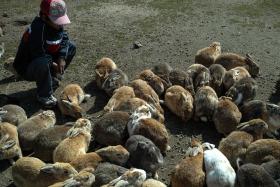 18. Ōkunoshima – japońska wyspa królików. W czasie II wojny światowej mieściła się tu fabryka broni chemicznej, w której króliki służyły do testowania jej produktów. Po likwidacji fabryki króliki wypuszczono na wolność.