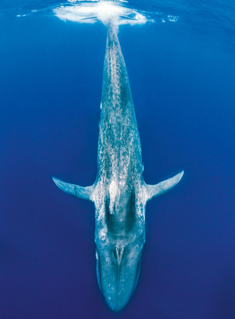 Płetwal błękitny nurkujący w pobliżu Sri Lanki na Oceanie Południowym.