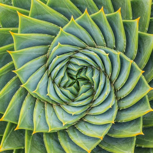 Aloes wielkolistny występuje naturalnie jedynie w Górach Smoczych. Grozi mu wyginięcie.