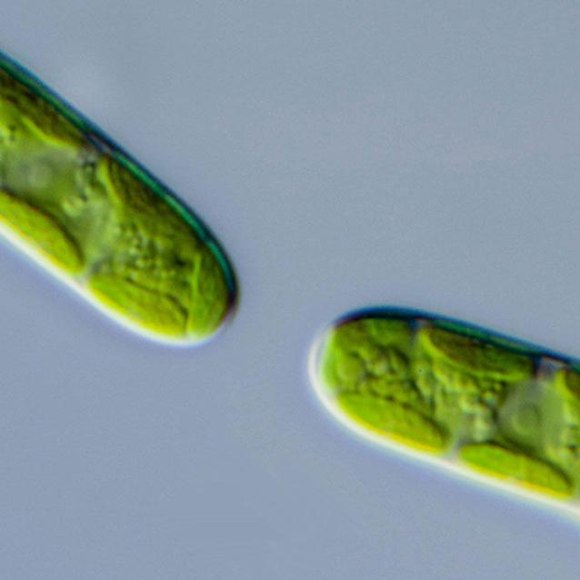 Spirogloea muscicola