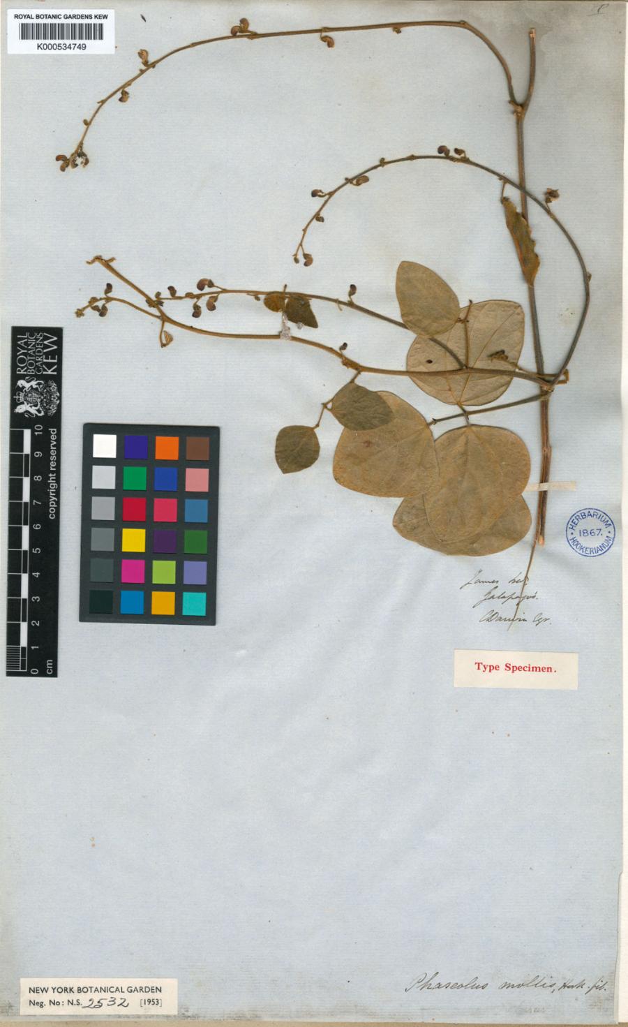 Phaseolus mollis Hook – gatunek pnącza z rodziny bobowatych, zebrany przez Karola Darwina podczas jego pionierskich ekspedycji na wyspy archipelagu Galapagos. Na arkuszu widnieje podpis brytyjskiego przyrodnika.