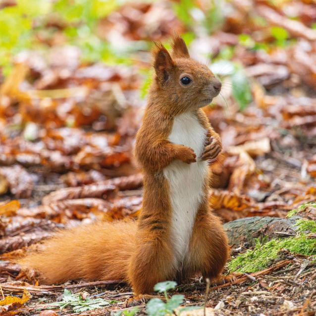 Wiewiórka pospolita wiedzie samotne życie, rzadko łączy się w pary.