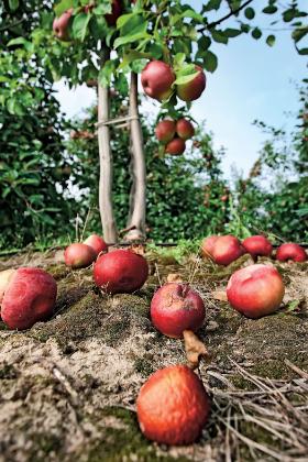 Dla producentów soków oraz koncentratu jabłkowego stało się jasne, że interwencyjny skup jabłek jest operacją polityczną i że na końcu zobaczymy, kto naprawdę za nią zapłaci.