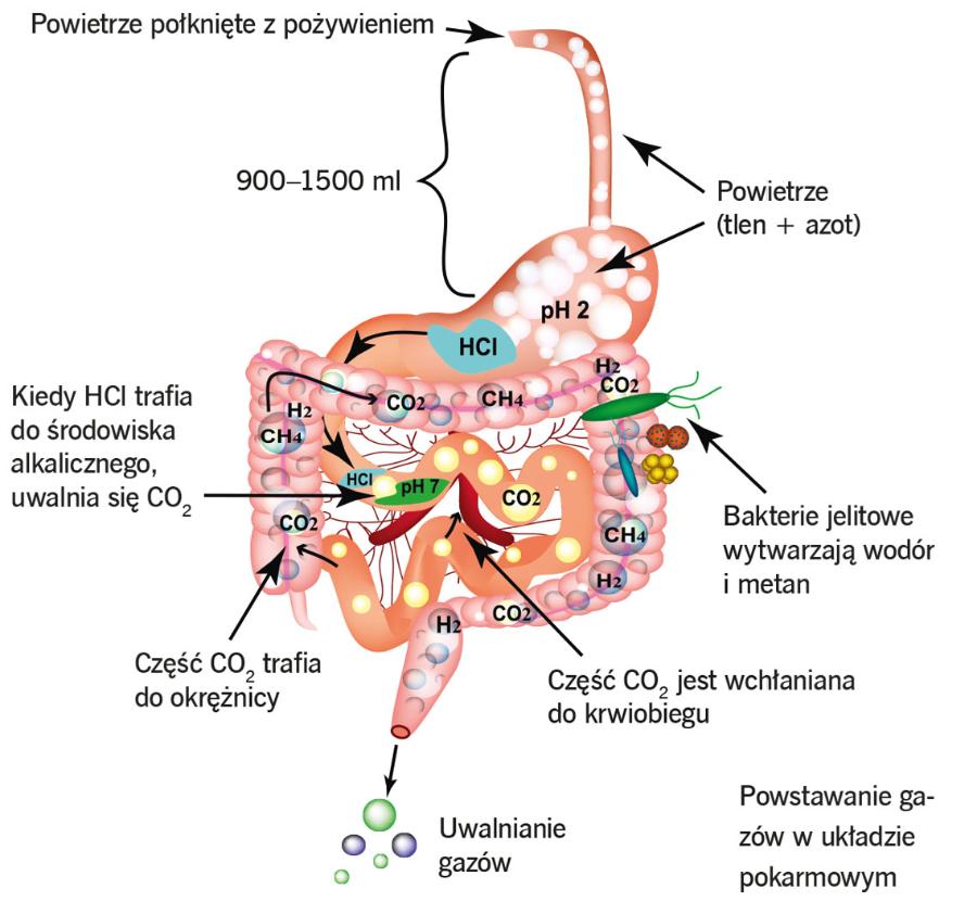 Powstawanie gazów w układzie pokarmowym.
