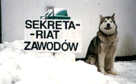 Husky kochają zawody, bo lubią się ścigać same z sobą.