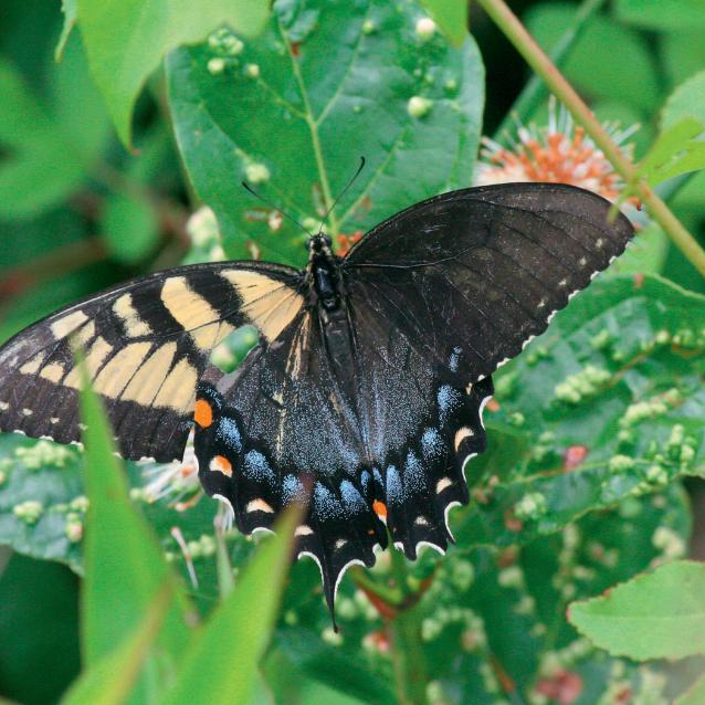 Gynandromorfizm mozaikowy u motyla z gatunku Papilio glaucus.