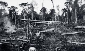 Przy wyrębie lasu w Paragwaju, lata 30. XX w.