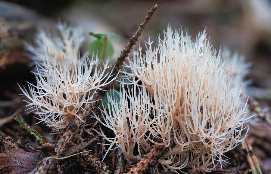 Piórniczka rozgałęziona (rodzaj Pterula) w Polsce jest zagrożona wyginięciem. Należy do rzędu Agaricales wraz z muchomorami, pieczarkami, purchawkami, łysiczkami i gąskami.