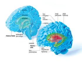 Struktura mózgu