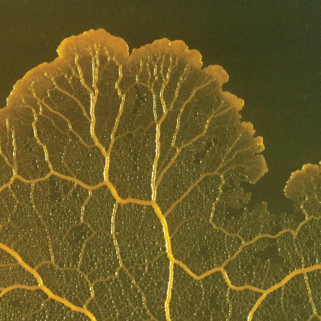 Physarum polycephalum