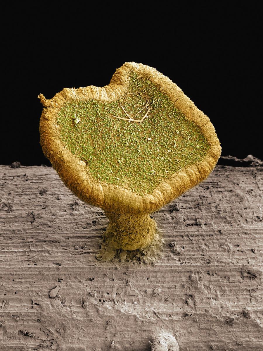 Grzyb Chalara fraxinea widziany w mikroskopie.