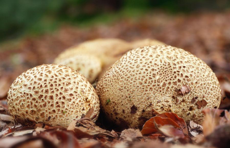 Popularne w lasach tęgoskóry (rodzaj Scleroderma) przypominają purchawki, ale należą do Boletales i są spokrewnione z krowiakami, maślakami i piaskowcami.