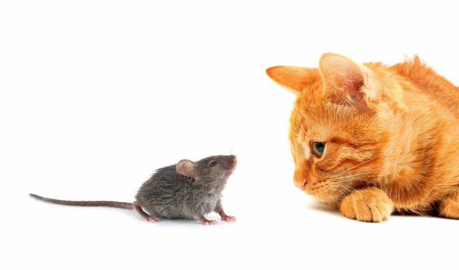 Chore na toksoplazmozę gryzonie nie boją się zapachu kota. Zmiany w zachowaniu utrzymują się nawet po wytępieniu pasożyta.