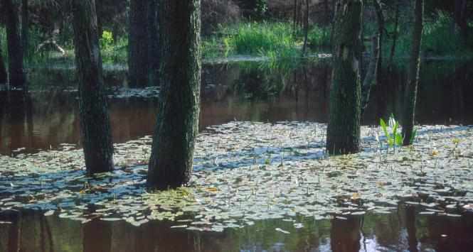 Puszcza Dulowska, Wyżyna Krakowsko-Częstochowska