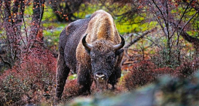 Zakażone groźnym pasożytem żubry są agresywne (np. kłują rogami inne osobniki w stadzie), mają trudności ze znalezieniem pokarmu, tracą naturalny instynkt i przestają bać się ludzi.