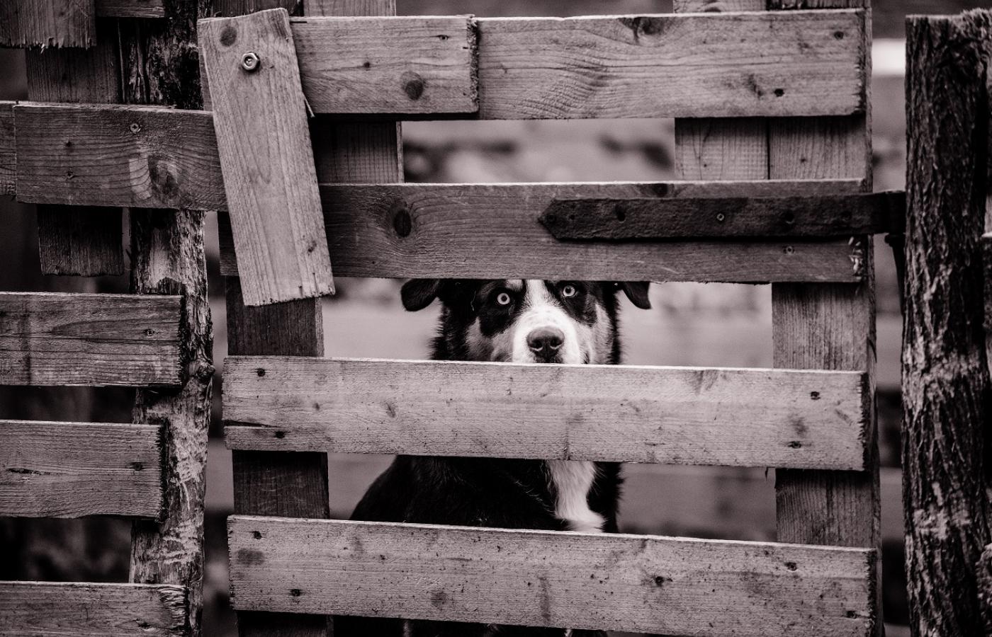 Jest też w nowym projekcie zakaz używania zwierząt w cyrkach, o co ich obrońcy walczyli od lat.