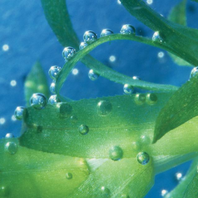 Roślinny kontredans, czyli po co chloroplastom stan szklisty