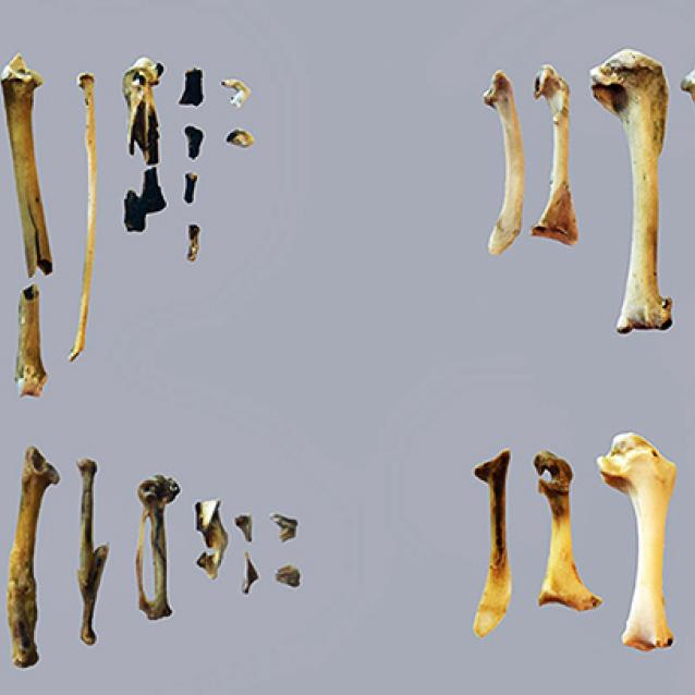 Jak gotowali neandertalczycy – naukowe badania wcieleniowe