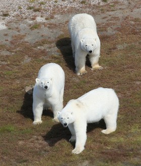 W wyniku ocieplenia klimatu i topnienia śniegów, niedźwiedzie polarne mają ułatwiony dostęp do jaj gęsi na terenach Arktyki. Jednak czas przybywania niedźwiedzi nie zawsze pokrywa się z okresem lęgowym ptaków. Na szczęście dla gęsi.