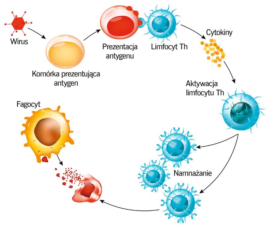 Odpowiedź immu­nologiczna jest bardzo złożona. Biorą w niej udział m.in. limfocyty pomocnicze T – Th.