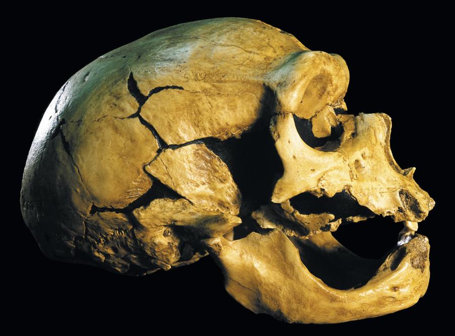 Neandertalczycy to pierwszy opisany kopalny gatunek hominina i pierwszy, z którego udało się wyekstrahować kopalny DNA.