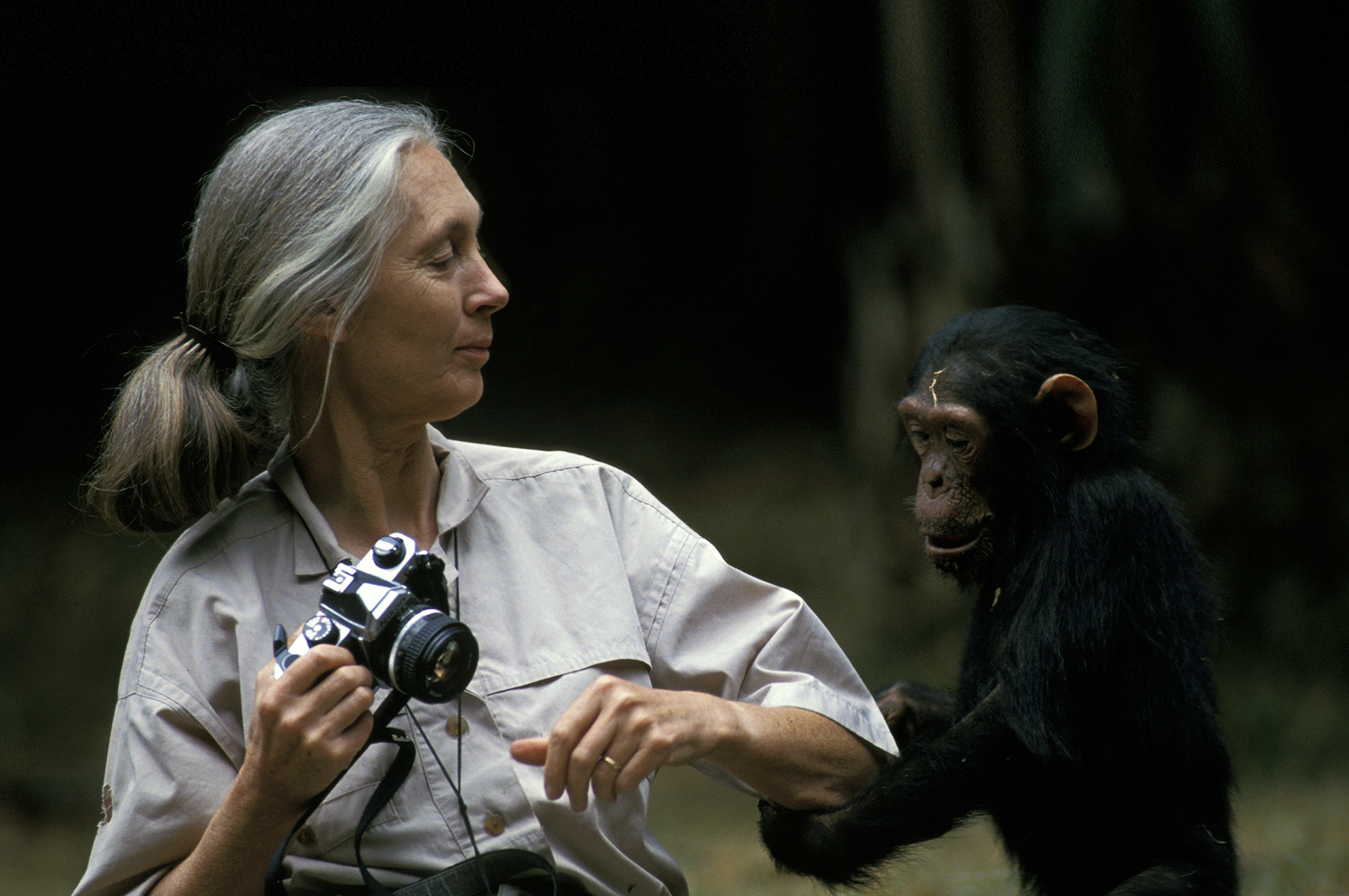 Zwróciła małpom godność. Zmarła Jane Goodall