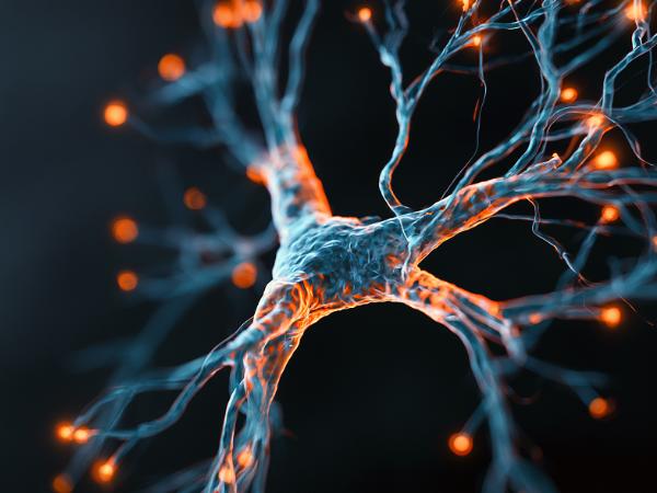Ostatnie badania wykazały, że synapsy są niezwykle dynamiczne – m.in. na dendrytach neuronów często powstają i znikają małe wypustki, tzw. kolce dendrytyczne.
