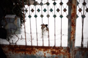 Co dzień nosi z sobą nowe zapachy. Całe stada obcych zapachów.