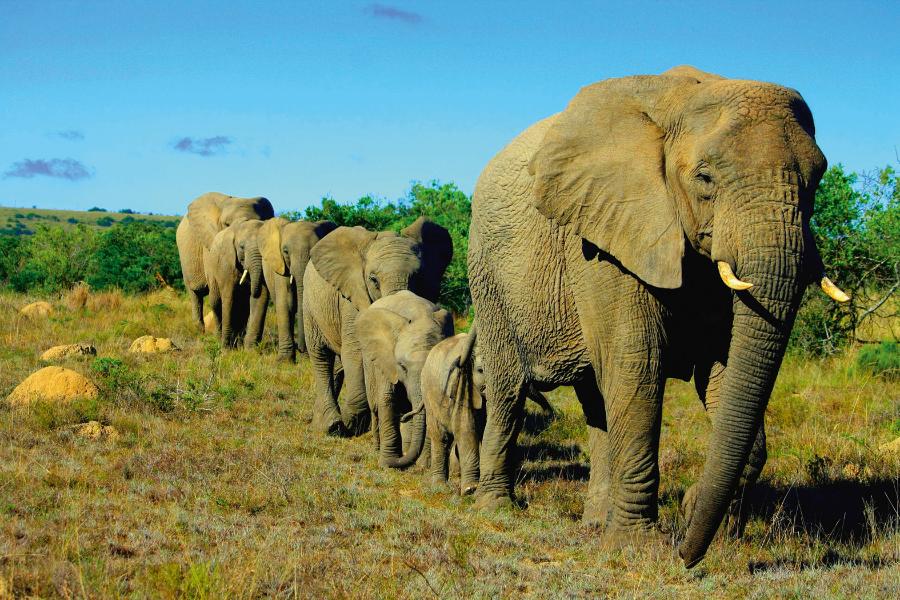 Wśród słoni panuje matriarchat. Szczególne znaczenie ma najstarsza samica, która najlepiej poprowadzi stado w kierunku najbliższego wodopoju.