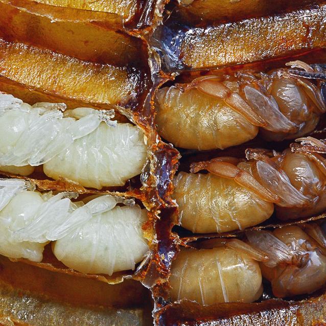 Poczwarka ma słabo wykształcone skrzydła. Początkowo jest biała, potem ciemnieją jej oczy, a następnie całe ciało. Po kolorze oczu można rozpoznać jej wiek.