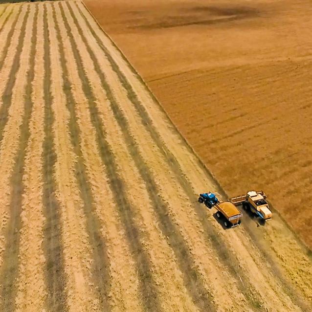 Gorczyca etiopska jest rośliną uprawną dostarczającą wysokoenergetyczny olej oraz pomagającą zatrzymać w glebie węgiel.