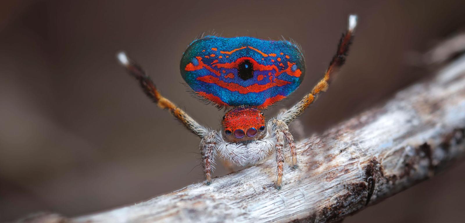 Samiec australijskiego pająka z rodzaju Maratus prezentuje samicy uniesiony odwłok. Jeśli się nie spodoba, może skończyć w jej szczękoczułkach.