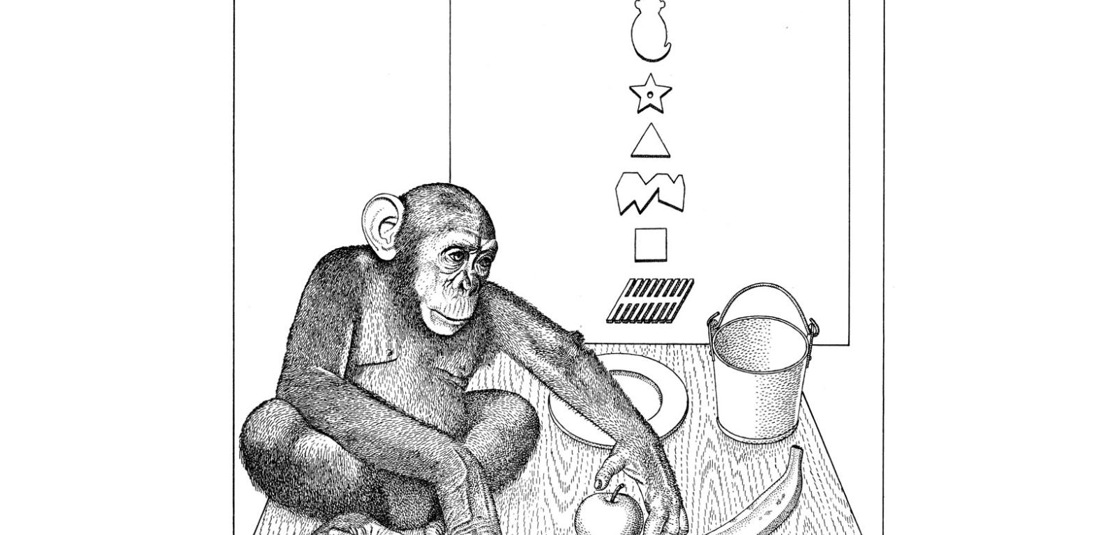 1972, Szympansia inteligencja: „Szympansica Sara po przeczytaniu komunikatu »Sara włóż jabłko wiadro banan półmisek«, wykonała prawidłowo wszystkie czynności. Aby właściwie zinterpretować polecenie i włożyć jabłko do wiadra, a banan położyć na półmisek (nie umieścić jabłko, wiadro i banan na półmisku), musiała dobrze odczytać sens całego zdania, a nie tylko kolejność słów”.