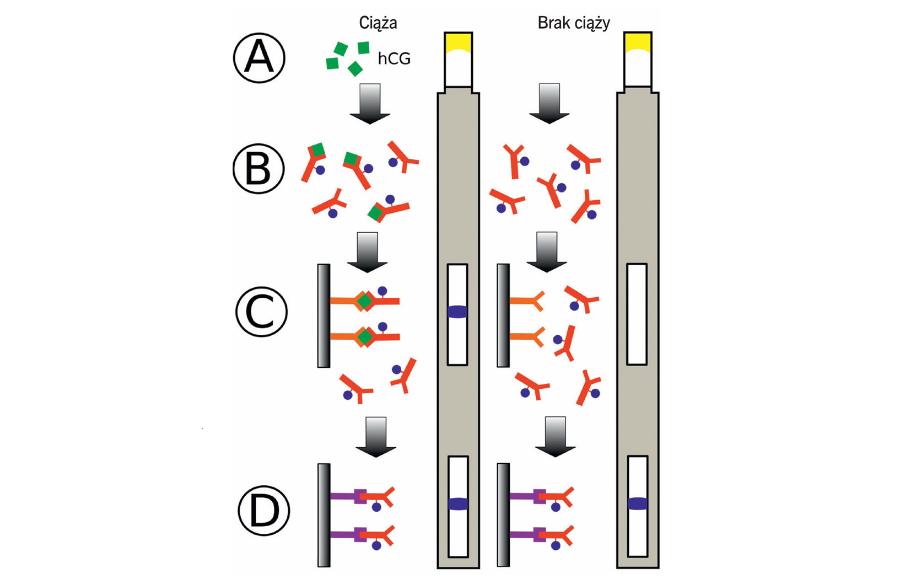 Test ciążowy polega na wykrywaniu hCG. A – naniesienie próbki moczu, B – ­hCG wiąże się z przeciwciałami ­obecnymi w teście, C – kompleks ­przeciwciało– hCG łączy się z kolejnym przeciwciałem (pojawia się w okienku kolorowy pasek), D – część przeciwciał przechodzi dalej (pasek kontrolny).