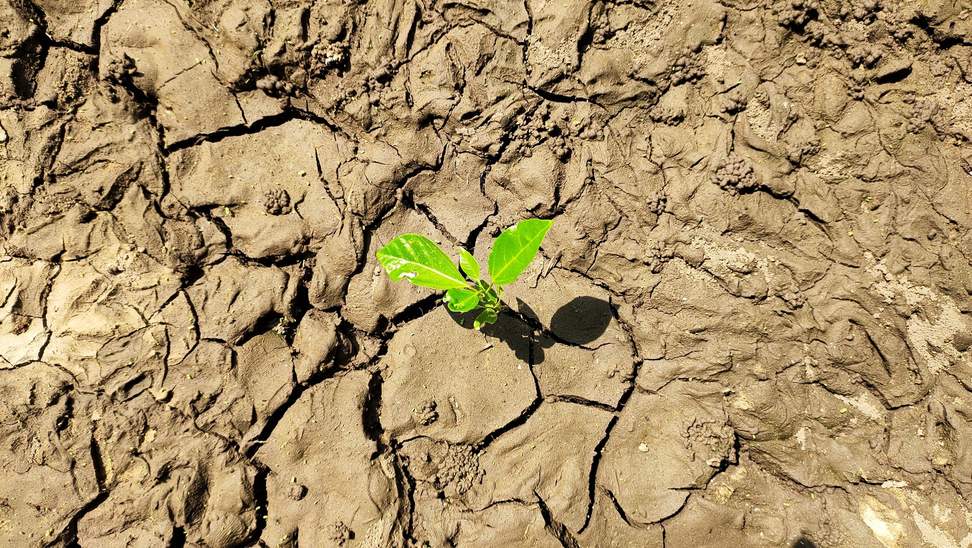 Bakteryjne pogotowie ratunkowe