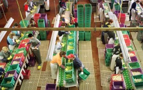 Sortownia szparagów w Beelitz niedaleko Berlina.