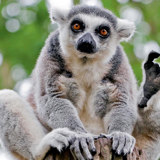 Lemur katta zamieszkuje południowo-zachodnią część Madagaskaru. Jego populacja szybko się kurczy – jest zagrożony wyginięciem.