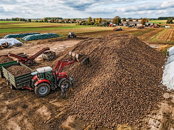 Jeszcze niedawno polskie ziemniaki były chętnie kupowane przez klientów zachodnich. Już ich nie chcą.