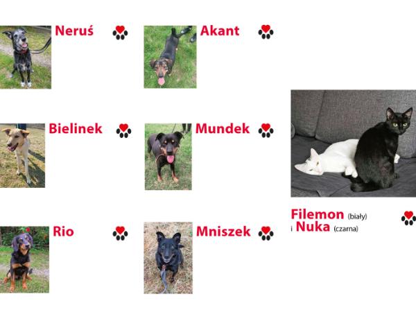 Neruś, Akant, Bielinek, Mundek, Rio, Mniszek oraz Filemon i Nuka