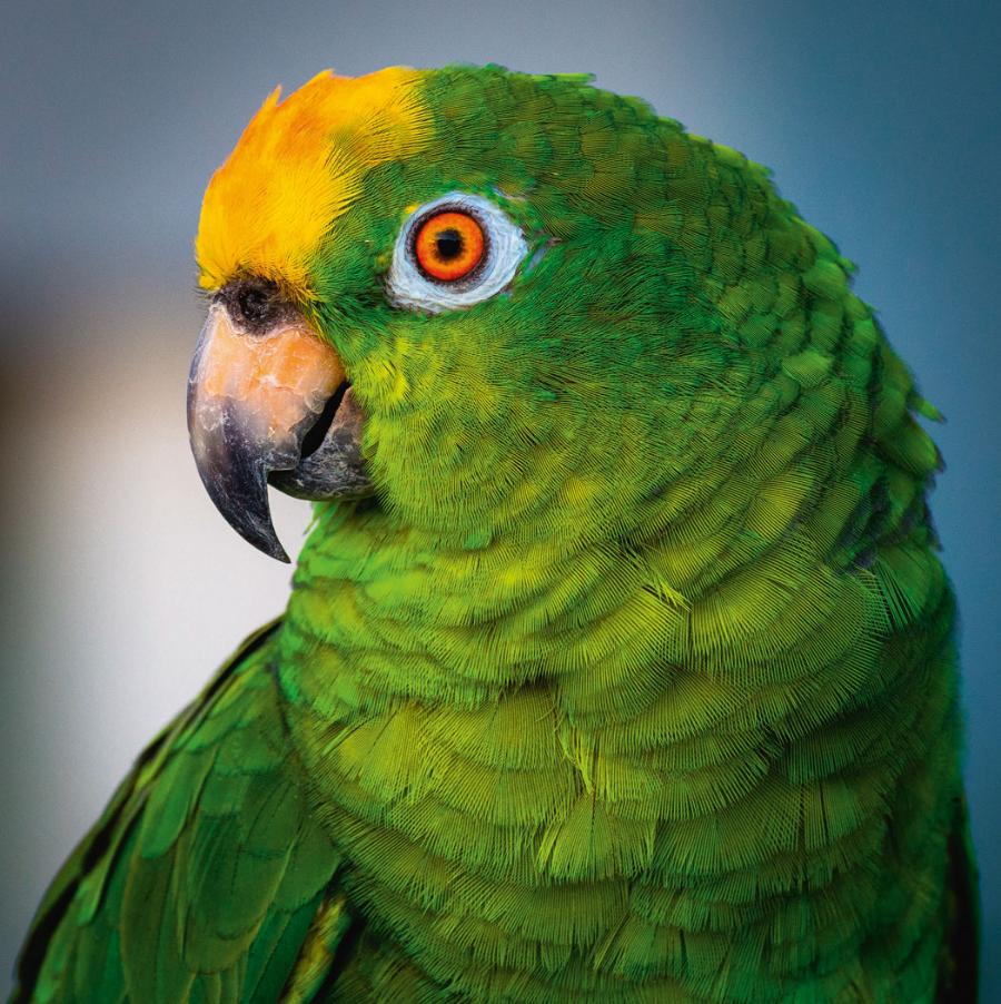 W zależności od ­wielkości ­papugi mają 1,5–15 tys. piór. Na zdj. amazonka żółtogłowa.