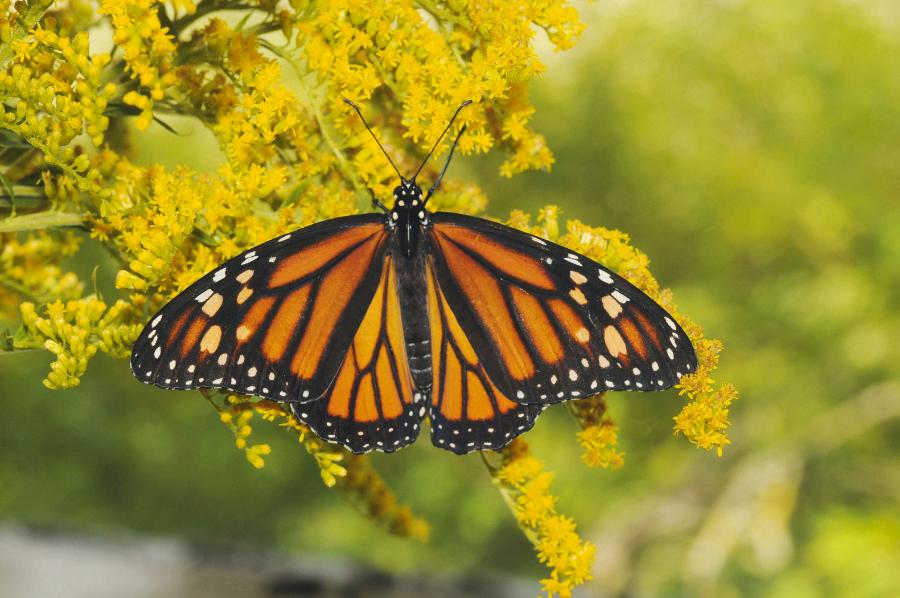 Jaskrawe i kontrastowe ubarwienie skrzydeł informuje o toksycznych właściwościach monarcha.