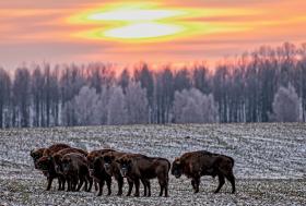 Szkody powodowane przez żubry, którestanowią pretekst do polowań, są mocno przesadzone.