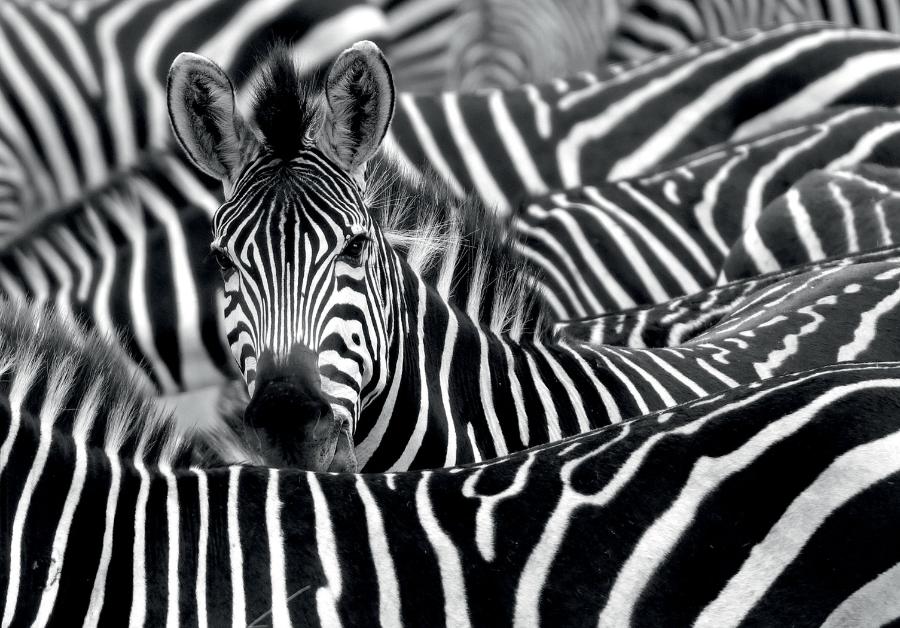 W porze suchej zebry niekiedy przyłączają się do wielkich stad gnu, by odbywać wraz z nimi dalekie wędrówki.