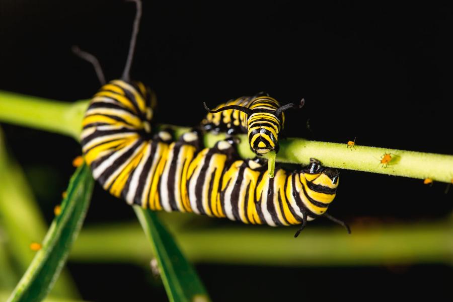 Gąsienice monarcha żerują wyłącznie na trojeściach, dzięki którym same stają się trujące.