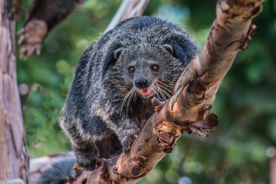 Binturong – zwierzę o zapachu popcornu.