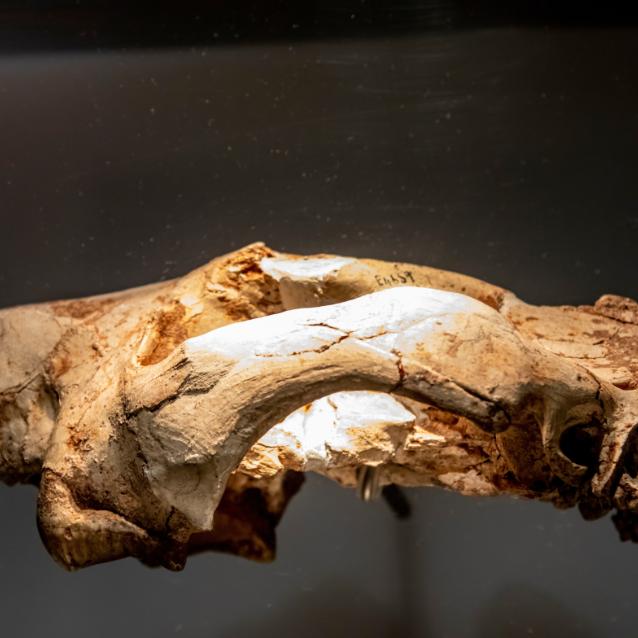 Thylacoleo carnifex