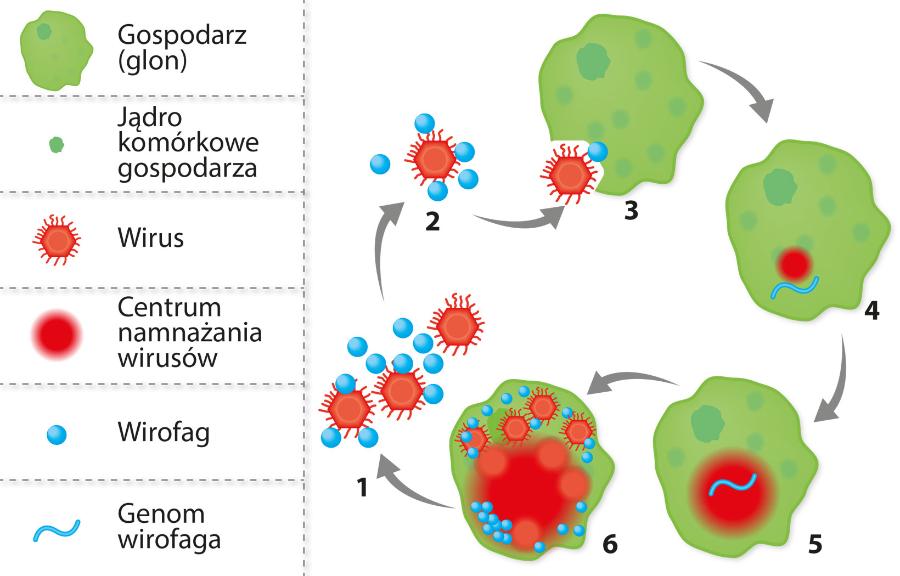 Cykl ­namnażania wirusa PgV-16T, który ­zakażony jest innym wirusem (wirofagiem).