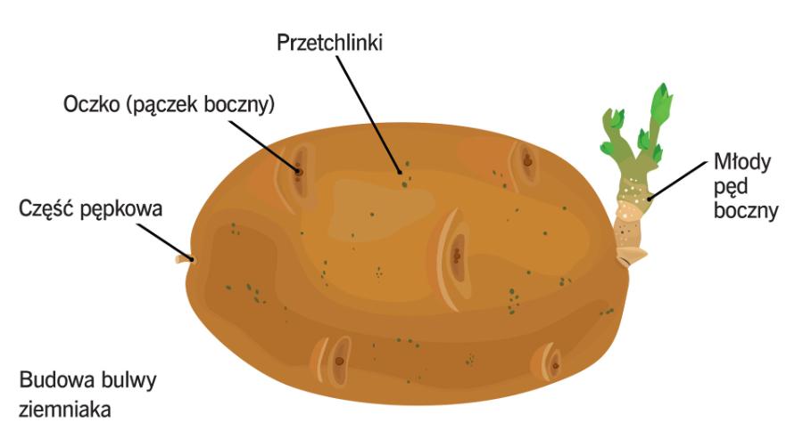 Budowa bulwy ziemniaka.